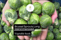 1g Brussel Sprouts Long Island Improved Seeds Brassica oleracea | Heirloom Variety | Compact, High-Yield & Cold-Hardy