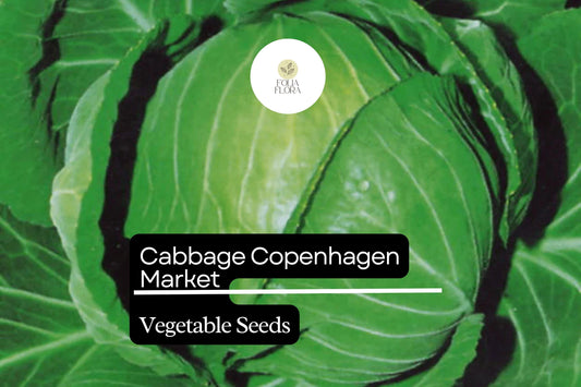 Copenhagen Market Cabbage Seeds | 1g Heirloom Variety