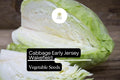 Early Jersey Wakefield Cabbage Seeds | Heirloom, Sweet & Crisp (1g Packet)