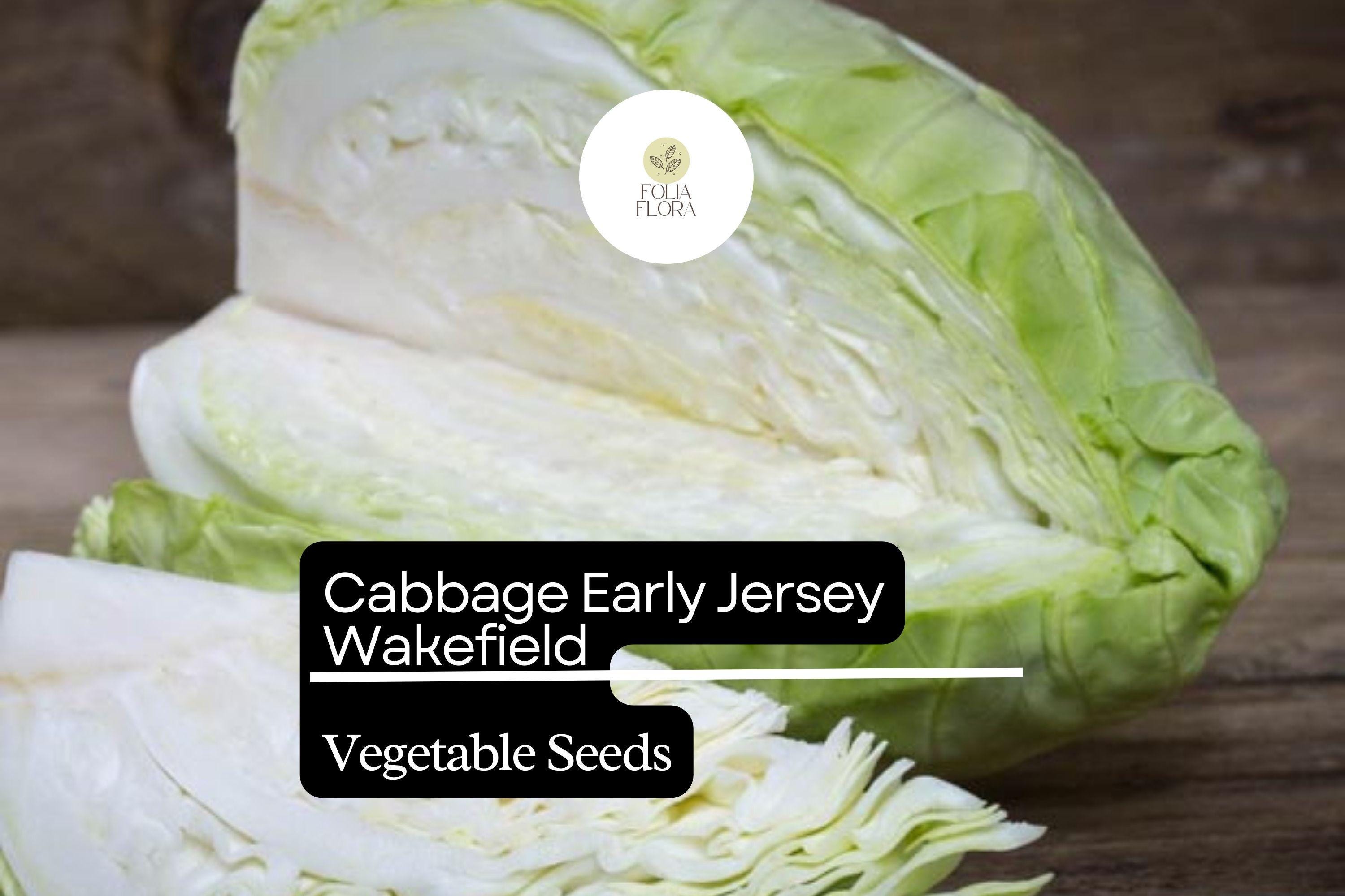 Early Jersey Wakefield Cabbage Seeds | Heirloom, Sweet & Crisp (1g Packet)