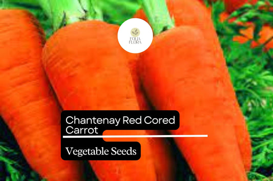 Chantenay Red Cored Carrot Seeds | Heirloom, Sweet & Easy Grow (1g Packet)