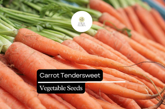 500mg Carrot Tendersweet Seeds Daucus carota | Sweet, Crisp, Non-GMO Heirloom Variety for Gardens & Containers