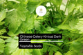 Chinese Celery Seeds | Kintsai Dark Green Heirloom Variety