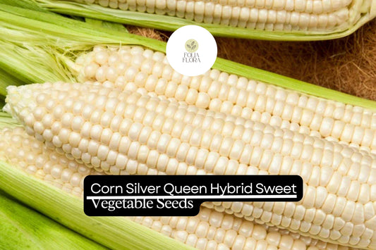 Silver Queen Corn Seeds | High-Yield, Sweet Hybrid (1/4 oz)