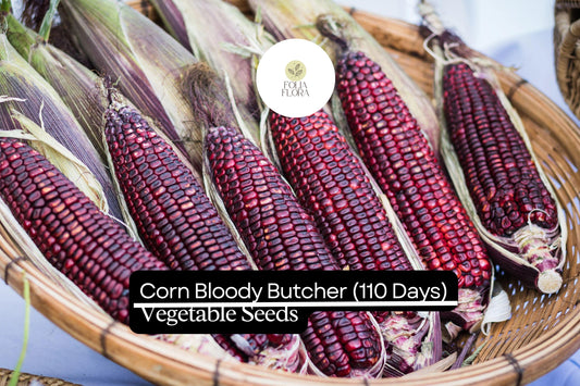 5g Corn Bloody Butcher Seeds | Zea mays | Heirloom Red Dent Corn | Non-GMO, Multi-Purpose & Hardy