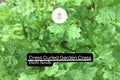 1g Cress Curled Seeds Lepidium sativum | Peppery Garden Cress, Fast-Growing Salad Greens, Heirloom Variet