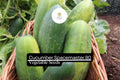 Spacemaster Cucumber Seeds | High-Yield, Compact Variety