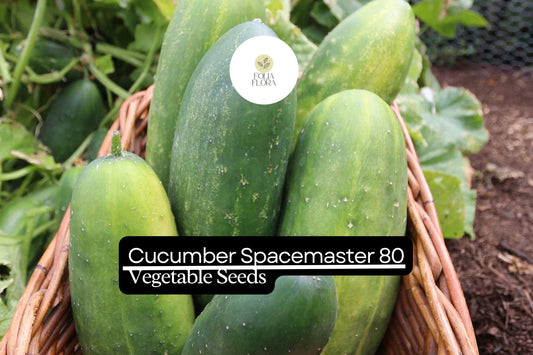 Spacemaster Cucumber Seeds | High-Yield, Compact Variety