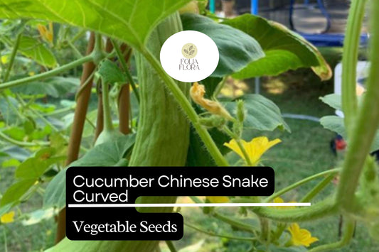 10 Seeds Cucumber Chinese Snake Curved | Cucumis sativus | Heirloom, Non-GMO & High-Yield Variety