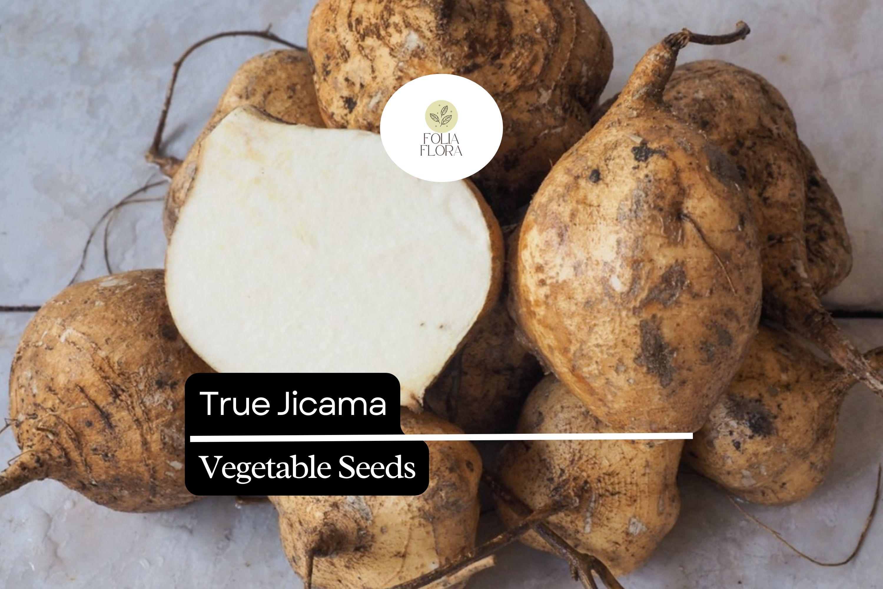 5 Seeds True Jicama | Pachyrhizus erosus | Heirloom, Non-GMO Root Vegetable | Crisp & Nutritious