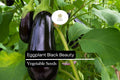 Black Beauty Eggplant Seeds | Heirloom, High Yield (300mg Packet)