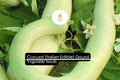 Cucuzzi Gourd Seeds | Italian Heirloom, Edible Lagenaria