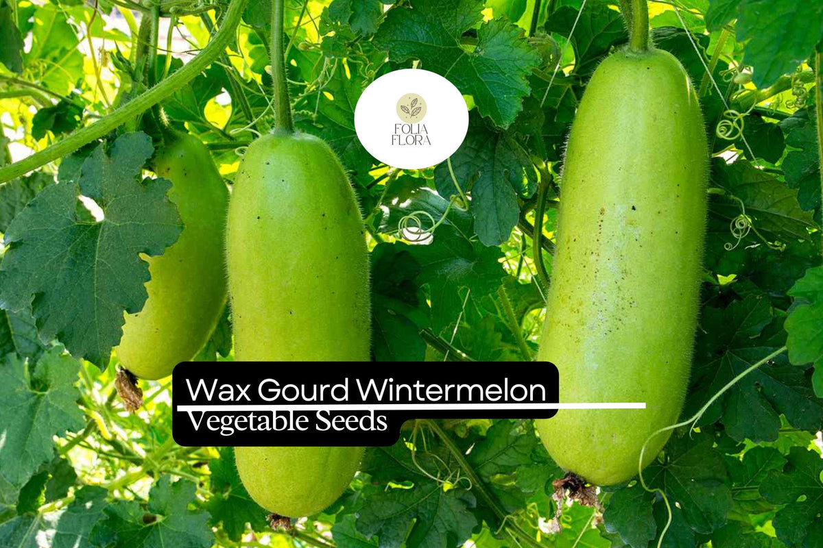 Wintermelon Wax Gourd Seeds | Heirloom Benincasa hispida, Soup & Curry