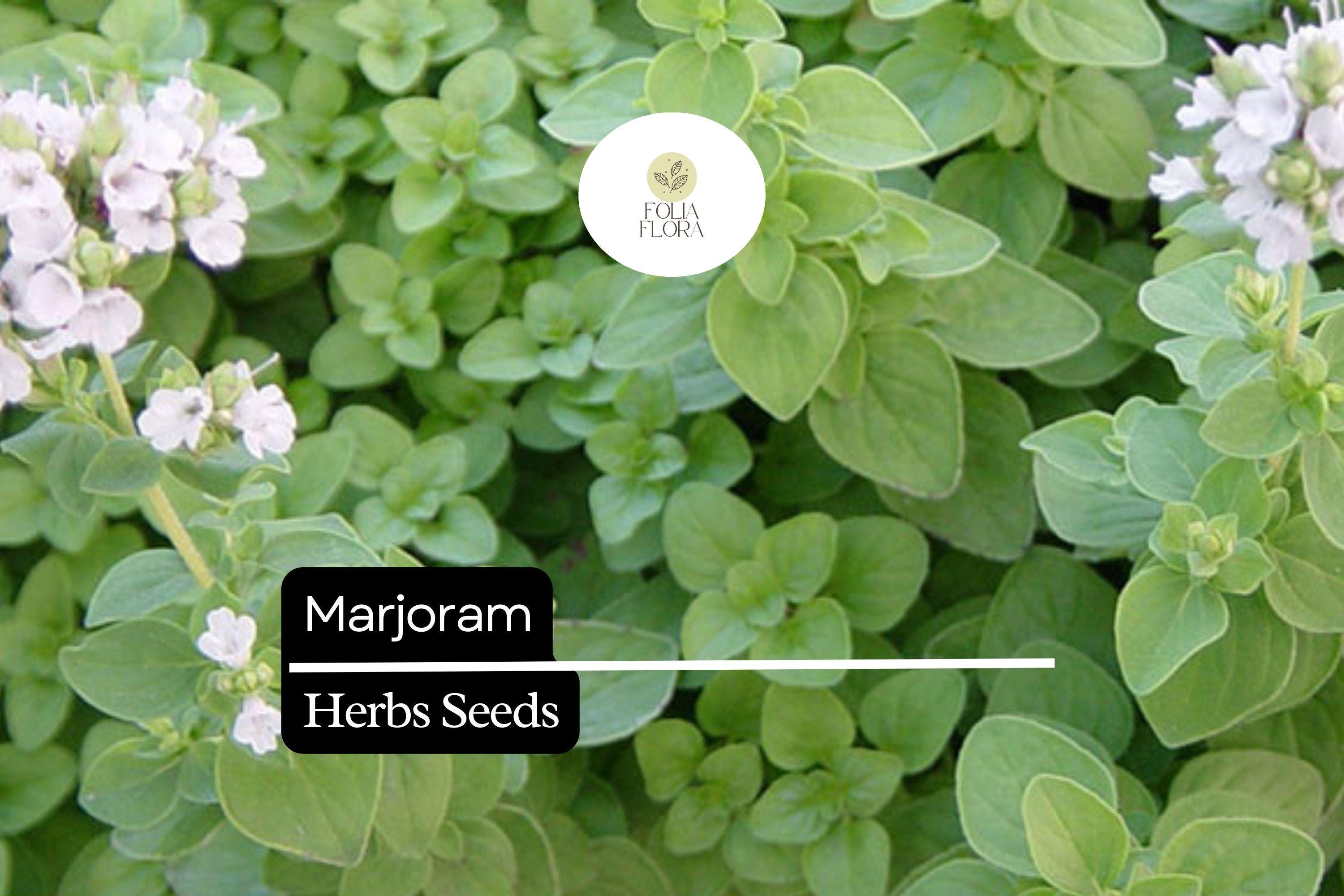 Marjoram Seeds | 100mg Sweet Aromatic Herb, Non-GMO