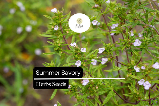 Summer Savory Seeds | 1g Satureja Hortensis, Heirloom Herb