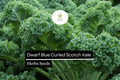 1g Dwarf Blue Curled Scotch Kale Seeds | Brassica oleracea | Heirloom, Non-GMO | Nutritious & Easy-Grow