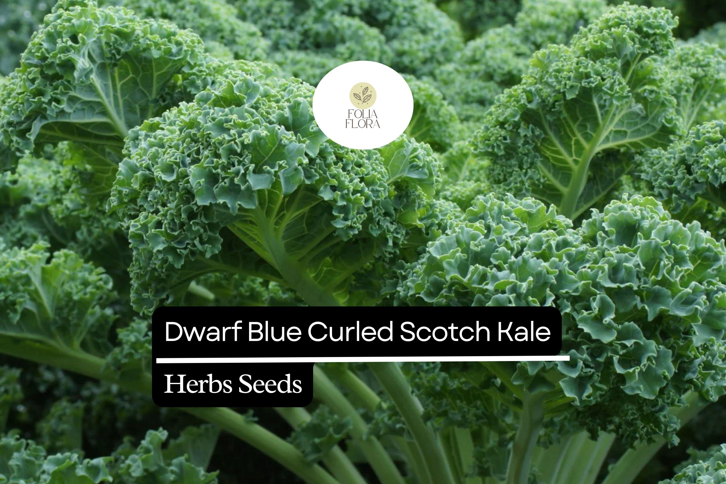 1g Dwarf Blue Curled Scotch Kale Seeds | Brassica oleracea | Heirloom, Non-GMO | Nutritious & Easy-Grow