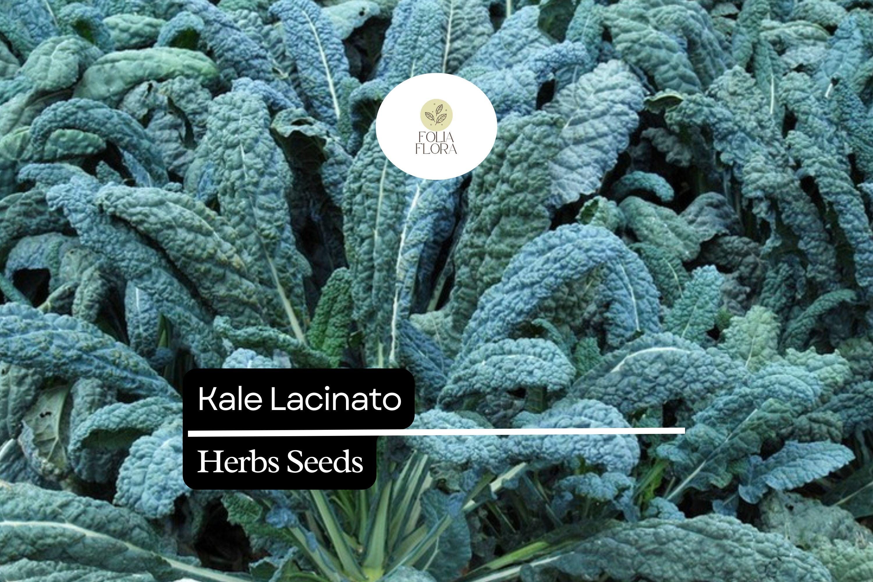 Dinosaur Kale Seeds | Lacinato, Non-GMO Heirloom (1g Packet)