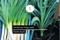 American Flag Leek Seeds | Heirloom, Non-GMO (300mg Packet)