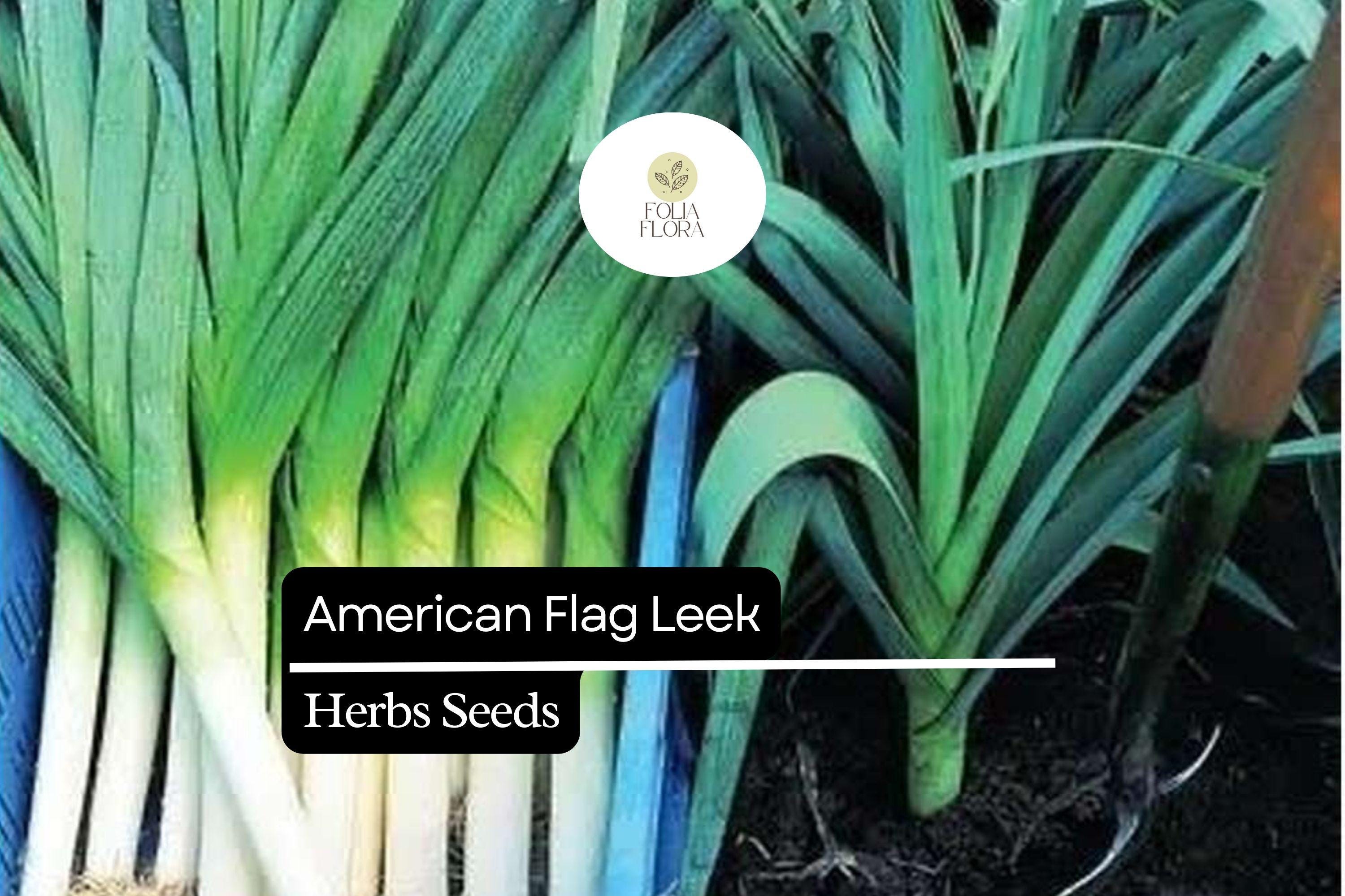 American Flag Leek Seeds | Heirloom, Non-GMO (300mg Packet)