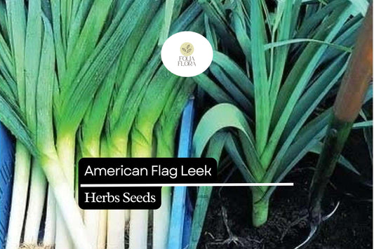 American Flag Leek Seeds | Heirloom, Non-GMO (300mg Packet)