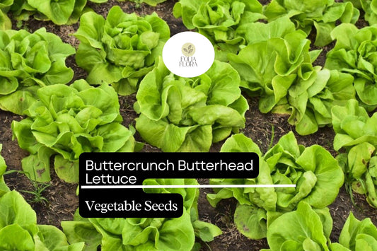 Buttercrunch Lettuce Seeds | Heirloom, Sweet, Easy Grow (1g Packet)
