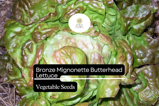 Bronze Mignonette Lettuce Seeds | Heirloom, Non-GMO (1g Packet)