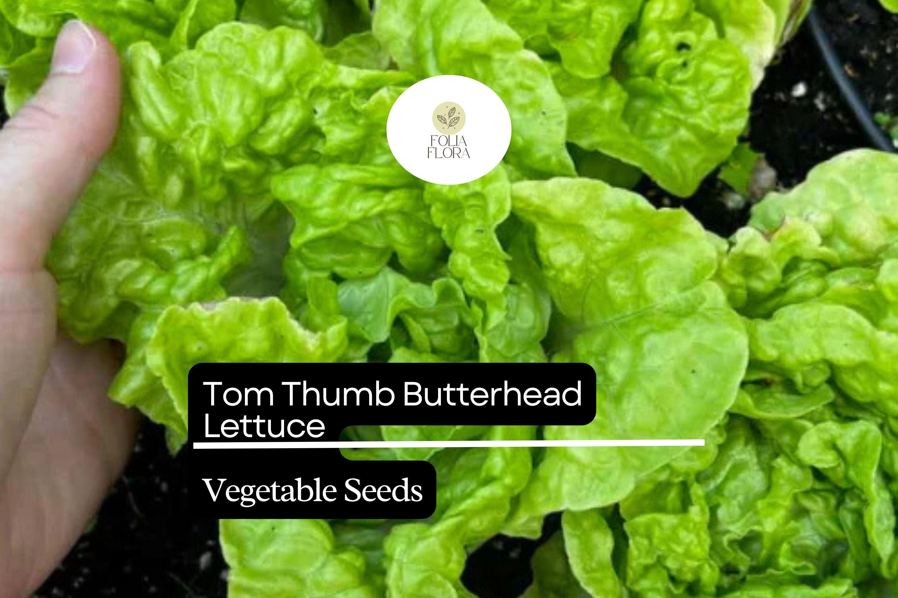 Tom Thumb Butterhead Lettuce Seeds | Heirloom, Miniature, Non-GMO (1g)