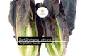 Red Romaine Lettuce Seeds | Heirloom, Non-GMO (1g)