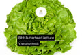 1g Bibb Butterhead Lettuce Seeds | Lactuca sativa | Heirloom, Non-GMO | Sweet, Tender, & Compact