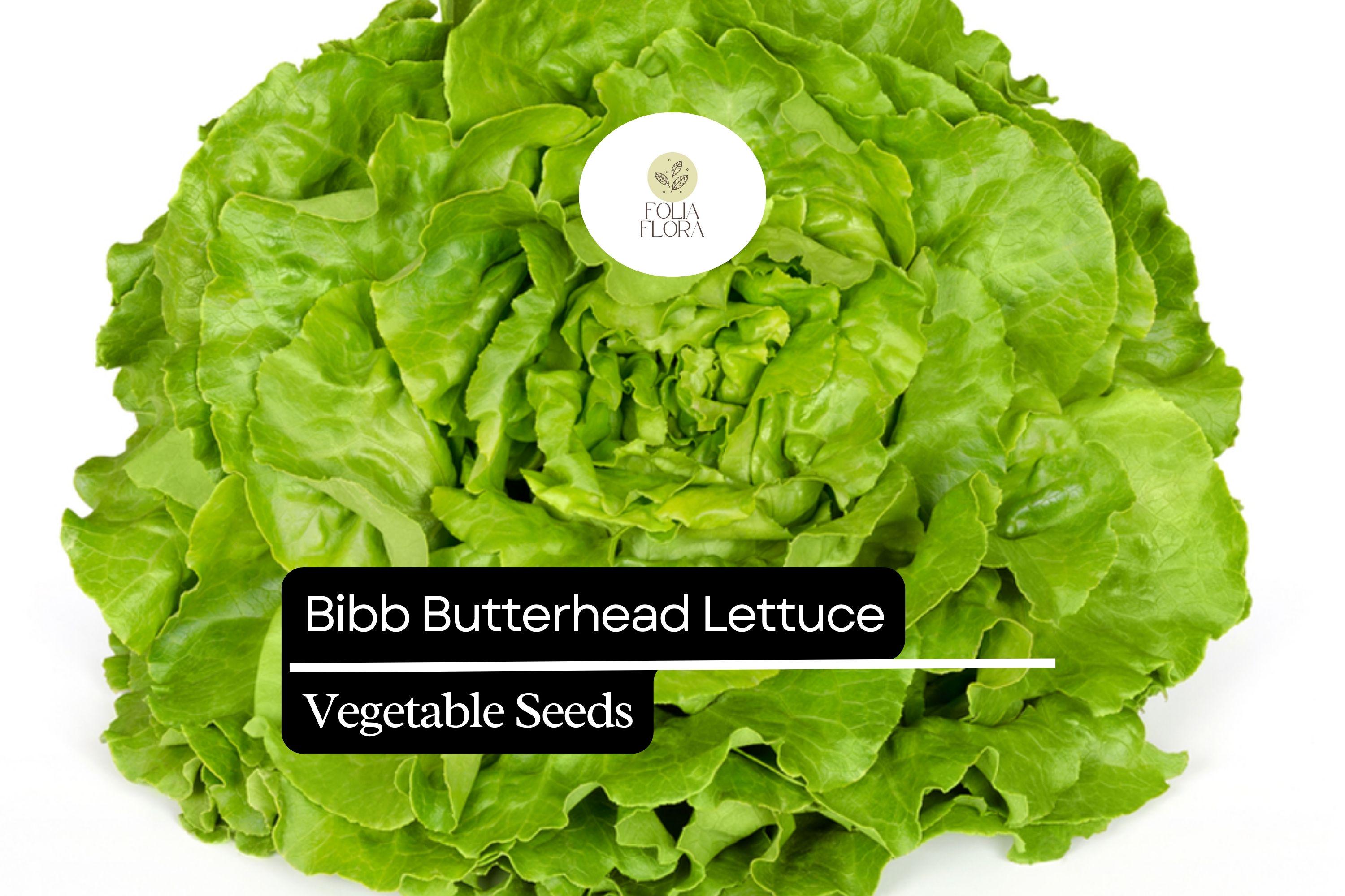1g Bibb Butterhead Lettuce Seeds | Lactuca sativa | Heirloom, Non-GMO | Sweet, Tender, & Compact
