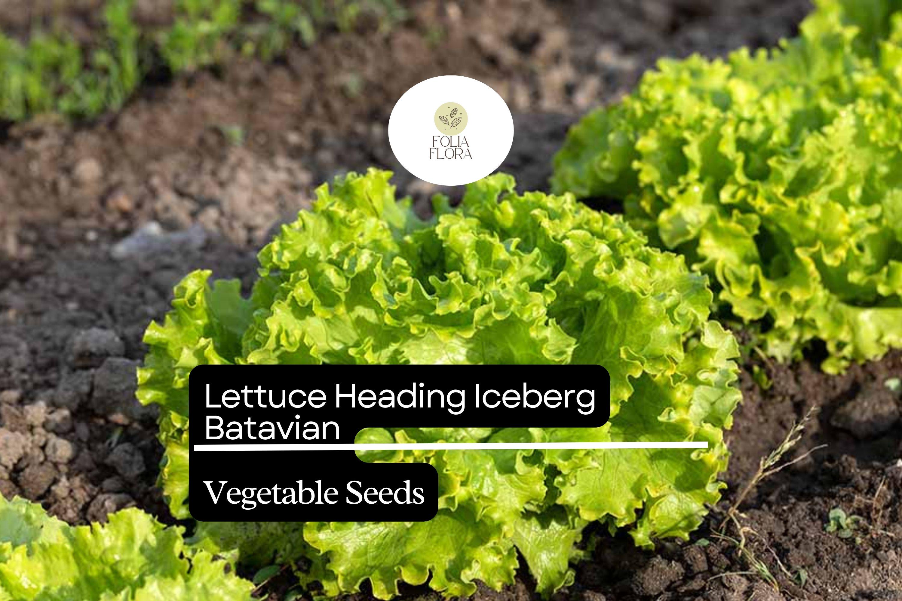 Iceberg Batavian Lettuce Seeds | Heirloom, Non-GMO (1g)