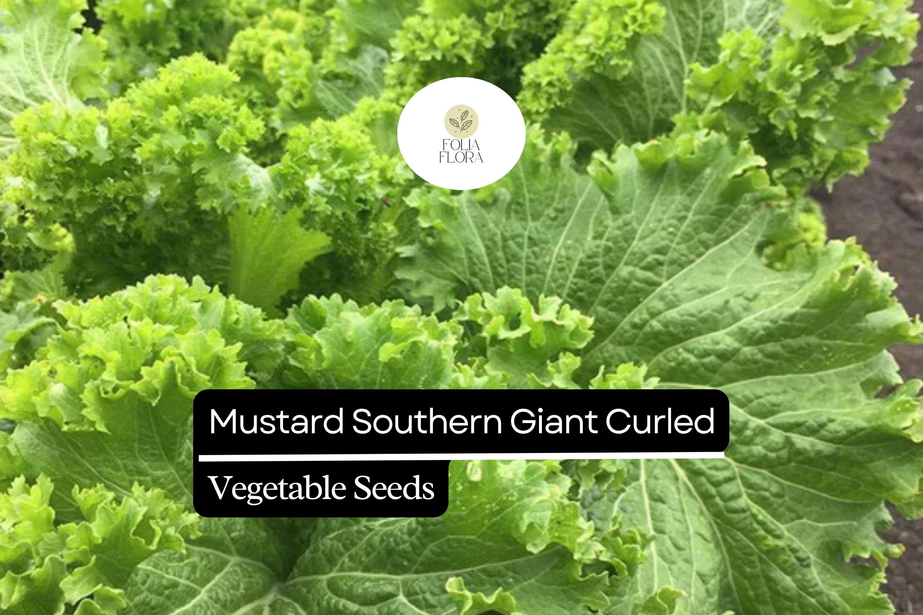 Mustard Southern Giant Curled Seeds | Heirloom, Spicy Greens (1g)