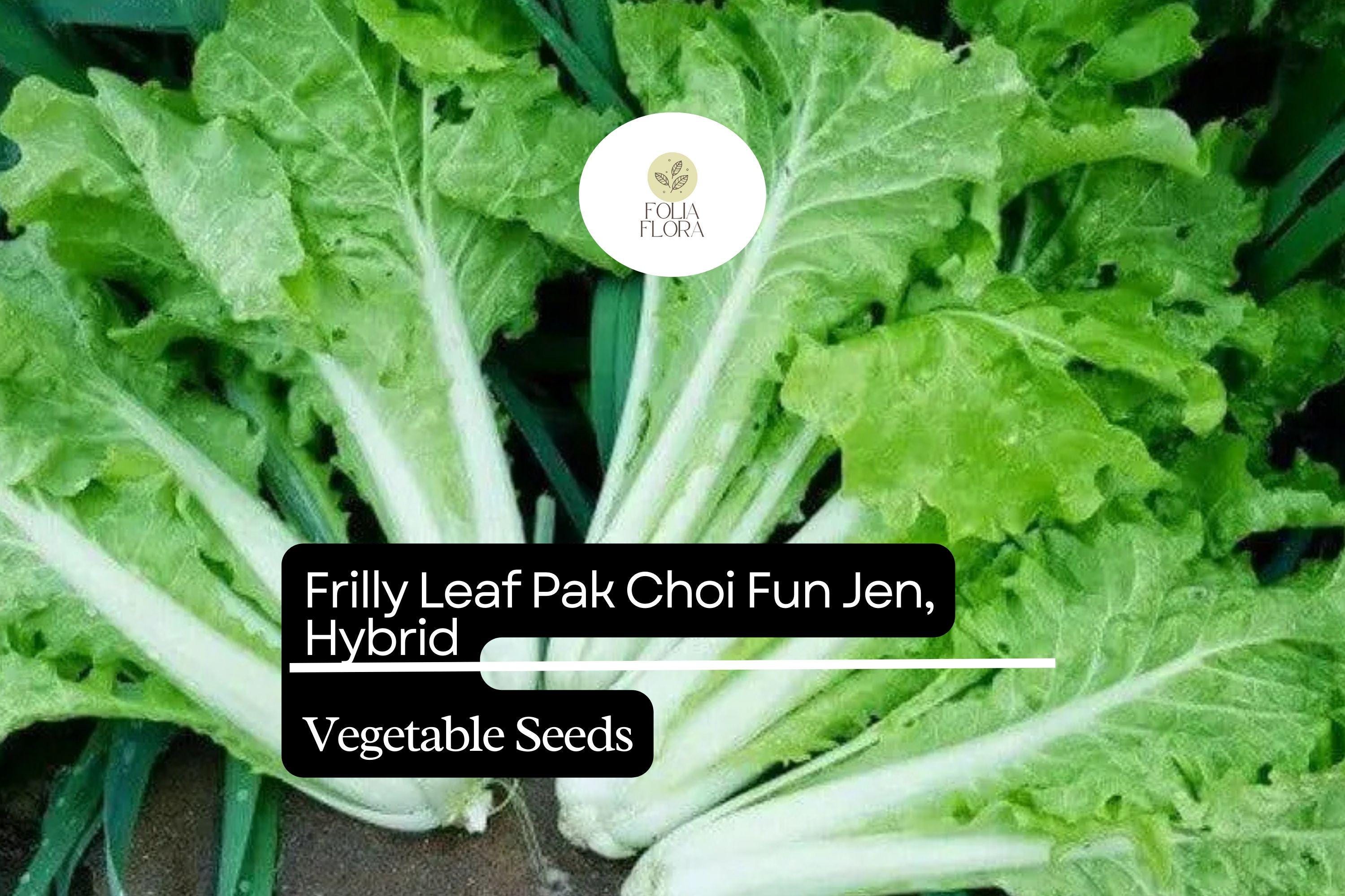 Frilly Leaf Pak Choi Seeds | Fun Jen Hybrid, Asian Greens (500mg)