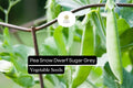 Dwarf Sugar Grey Pea Seeds | Heirloom, Non-GMO (1/4 oz)
