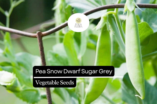 Dwarf Sugar Grey Pea Seeds | Heirloom, Non-GMO (1/4 oz)