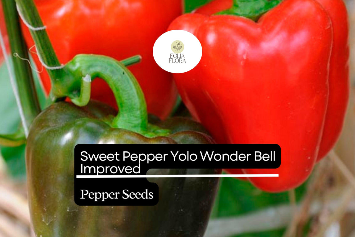 Yolo Wonder Bell Sweet Pepper Seeds | Non-GMO, Heirloom (300mg)