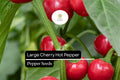 Large Cherry Hot Pepper Seeds | Mild Heat, Pickling, Garnishing