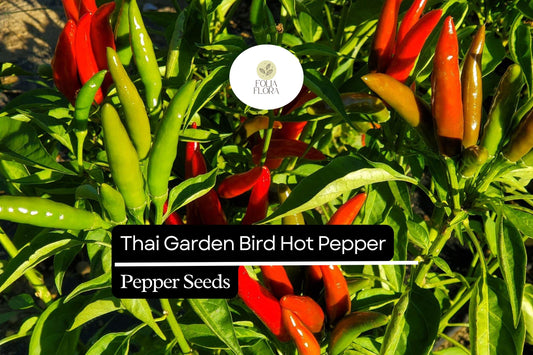 Thai Garden Bird Hot Pepper Seeds | Very Hot Non-GMO Chili Seeds | Capsicum annuum for Thai Cuisine & Spicy Sauces