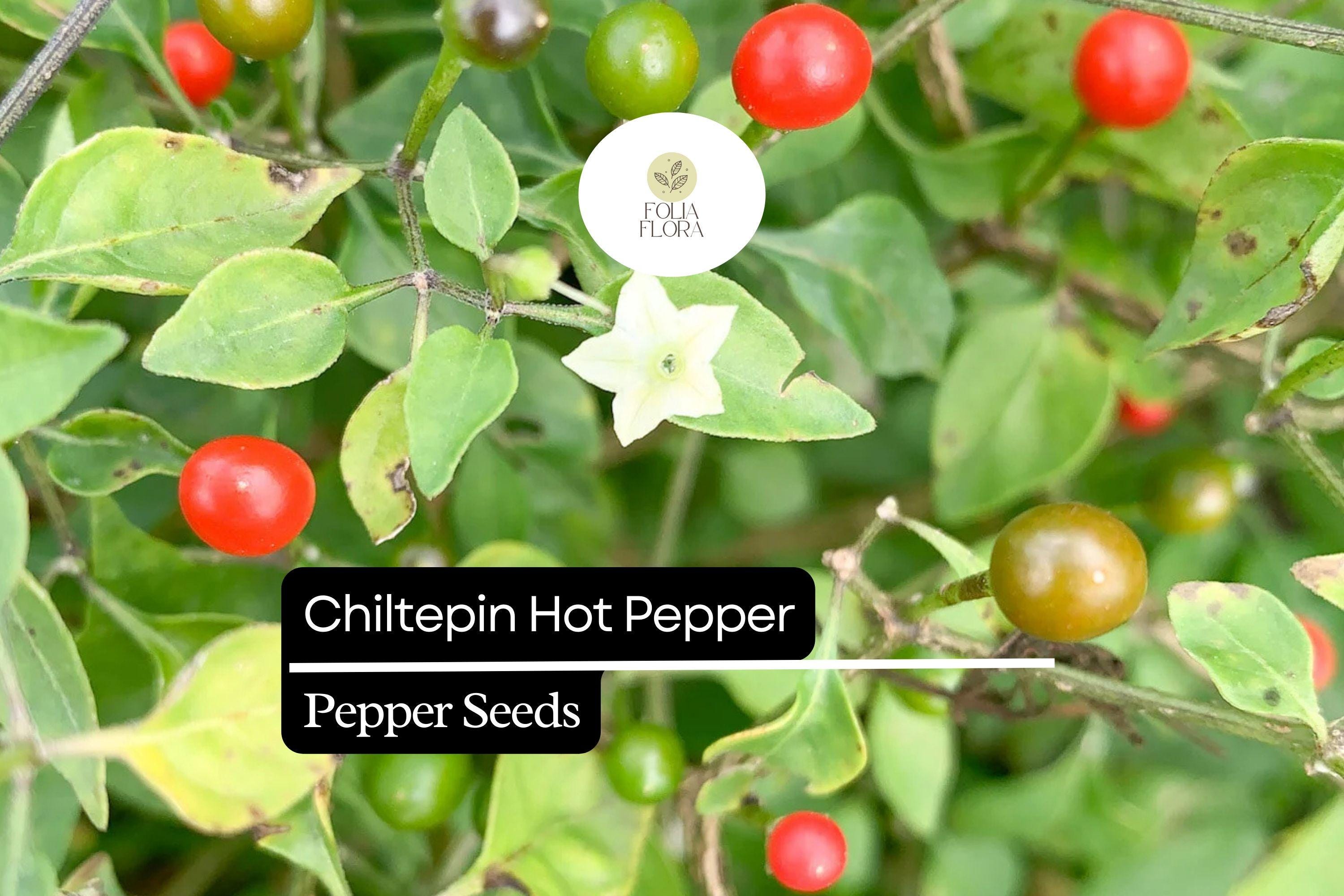 Chiltepin Pepper Seeds | Wild Hot Chili, Non-GMO (250mg)