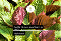 Perilla Shiso Seeds | Red-Leaf Asian Herb, Korean Wraps (500mg)