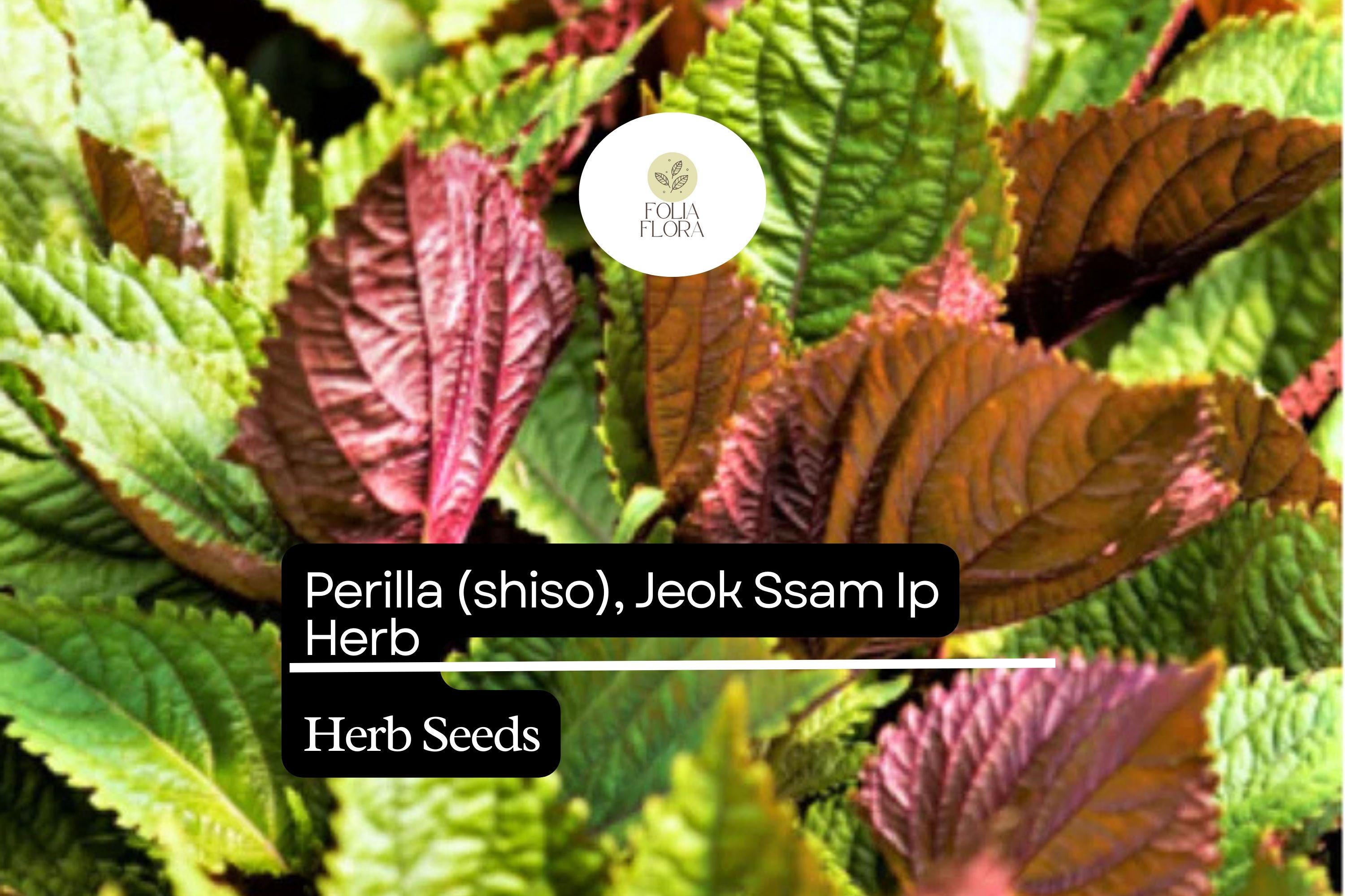 Perilla Shiso Seeds | Red-Leaf Asian Herb, Korean Wraps (500mg)