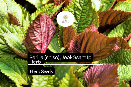 Perilla Shiso Seeds | Red-Leaf Asian Herb, Korean Wraps (500mg)
