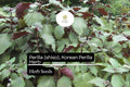 Korean Perilla Shiso Seeds | Aromatic Herb, Non-GMO (500mg)