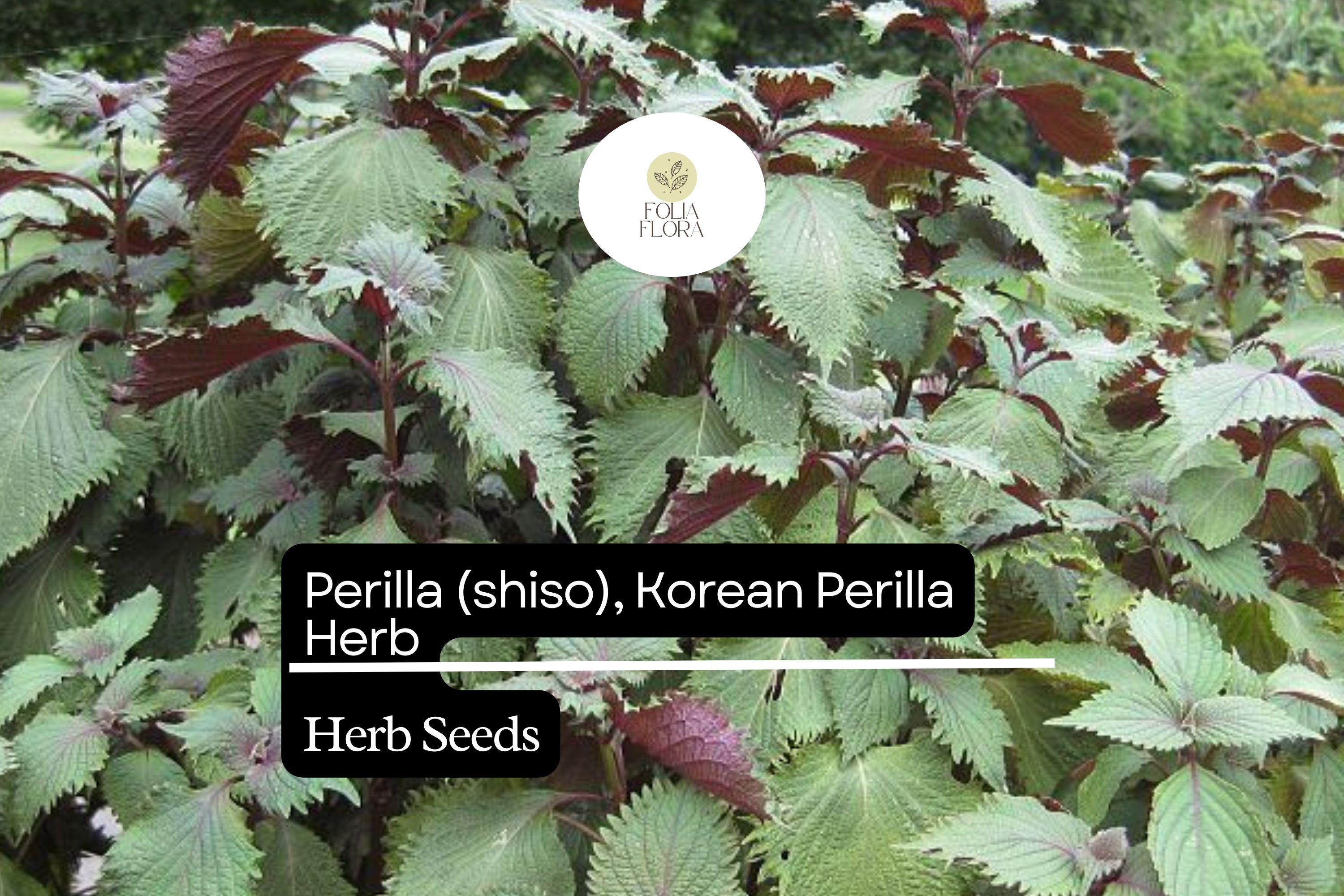 Korean Perilla Shiso Seeds | Aromatic Herb, Non-GMO (500mg)