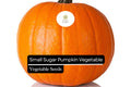 Small Sugar Pumpkin Seeds | Heirloom, Non-GMO (1g)