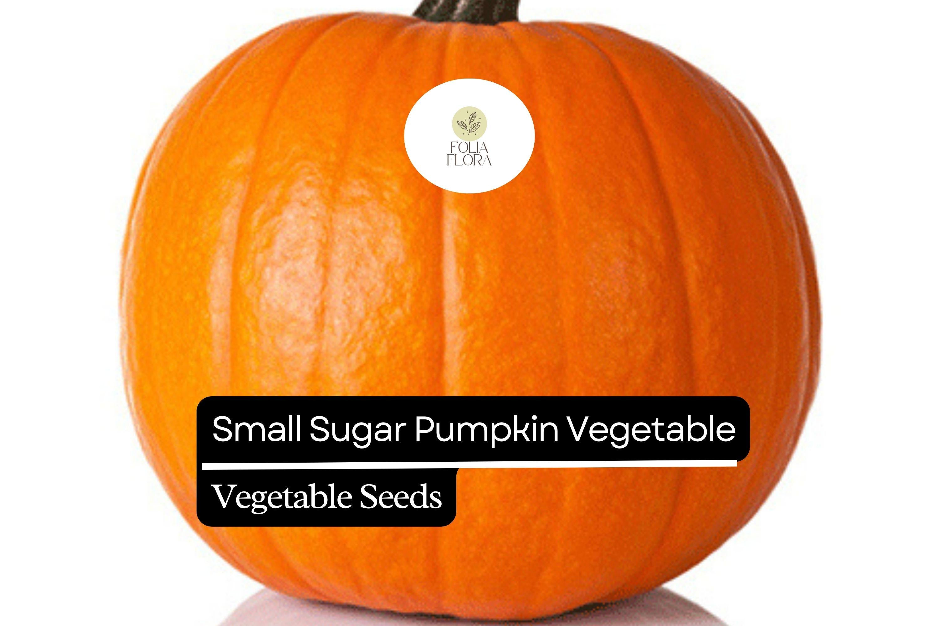 Small Sugar Pumpkin Seeds | Heirloom, Non-GMO (1g)