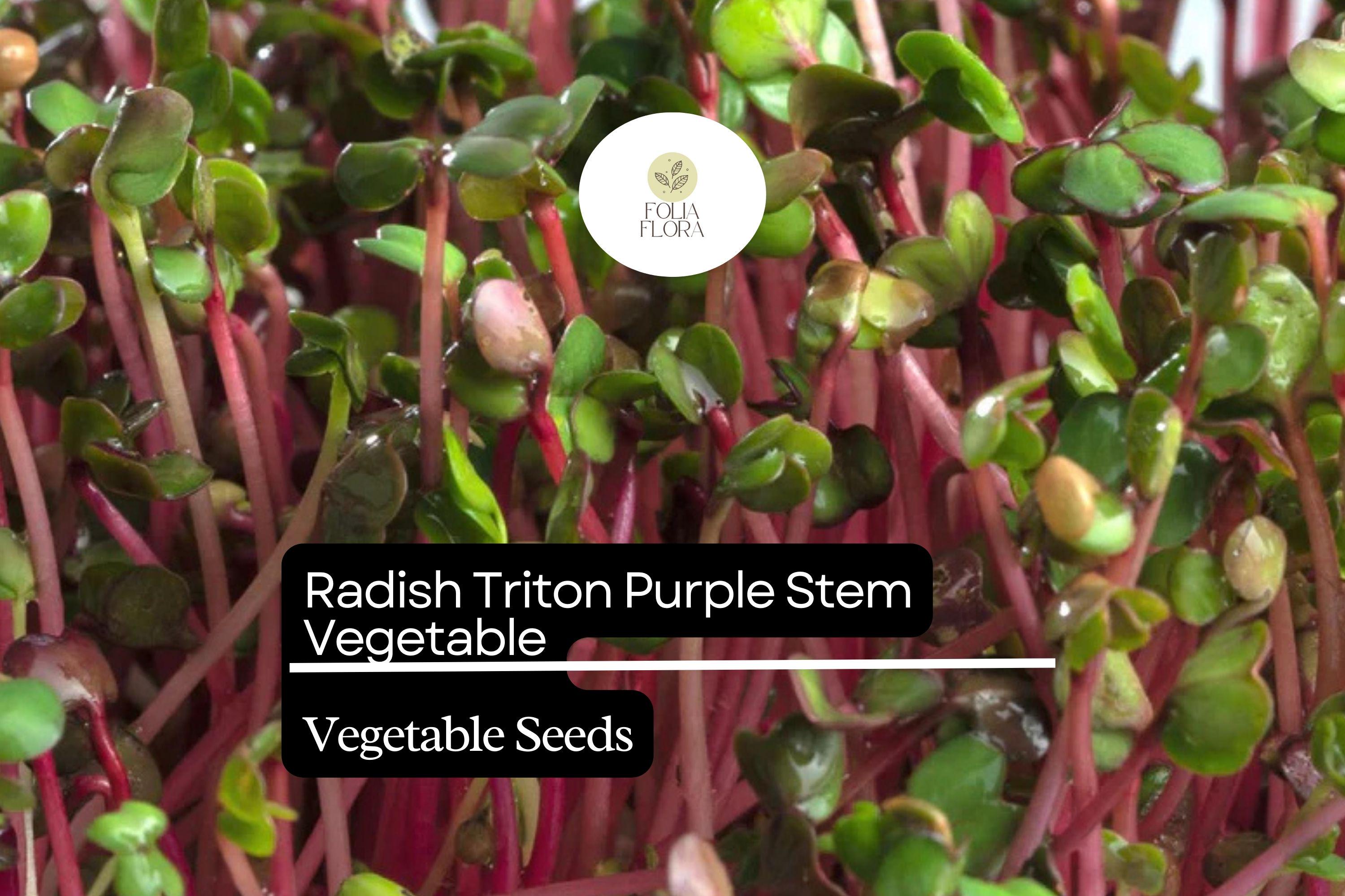 Radish Triton Purple Stem Seeds (1g) | Edible Podded, Non-GMO