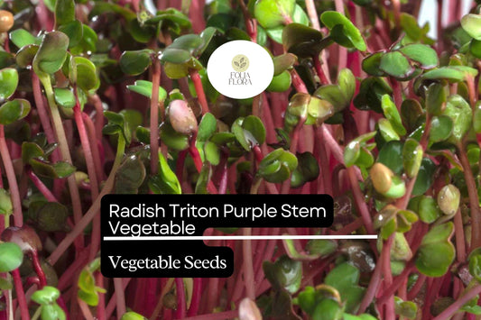 Radish Triton Purple Stem Seeds (1g) | Edible Podded, Non-GMO