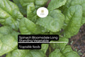 Spinach Bloomsdale Long Standing Seeds (1g) | Heirloom, Non-GMO